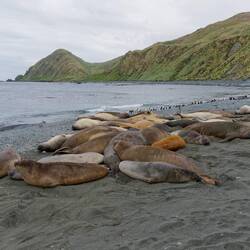Elephant seals everywhere
