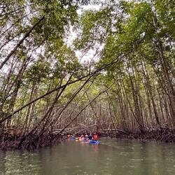 mangroves