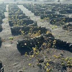 Aufwändiger Weinanbau auf Lanzarote