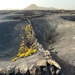 Die Rebstöcke kuscheln sich in die Gruben
