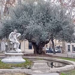 Denkmal für den Schriftsteller Alphonse Daudet (geb. in Nimes) vor einem traumhaften Olivenbaum
