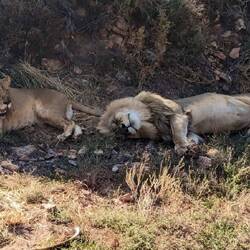 The lion sleeps tonight