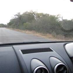 A surprise hyena at dusk