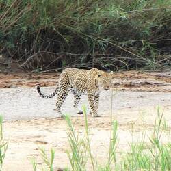 A leopard - the reason the otters were on the run