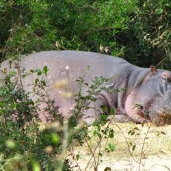 Sleepy hippo