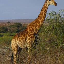 Giraffe