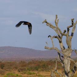 Fish eagle launching