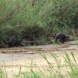 Otters doing a runner