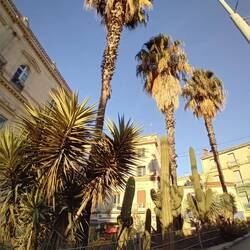 Kakteen wie in Mexiko