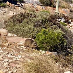 Hyrax/Klippschliefer