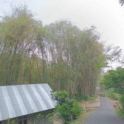 Really huge bamboo, here...