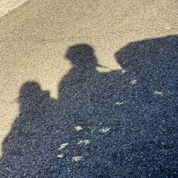 Die Raser im Schatten