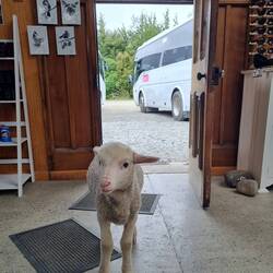 Hier läuft das Essen direkt ins Restaurant.