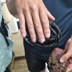 Die saugt sich richtig fest!