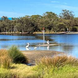 Pelicans and lots of bird life along the river