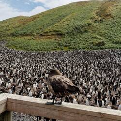 Petral watches for stray chicks in the Royal penguin rookery