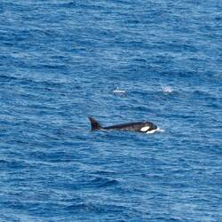 Orca