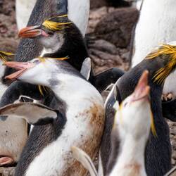 Royal penguins