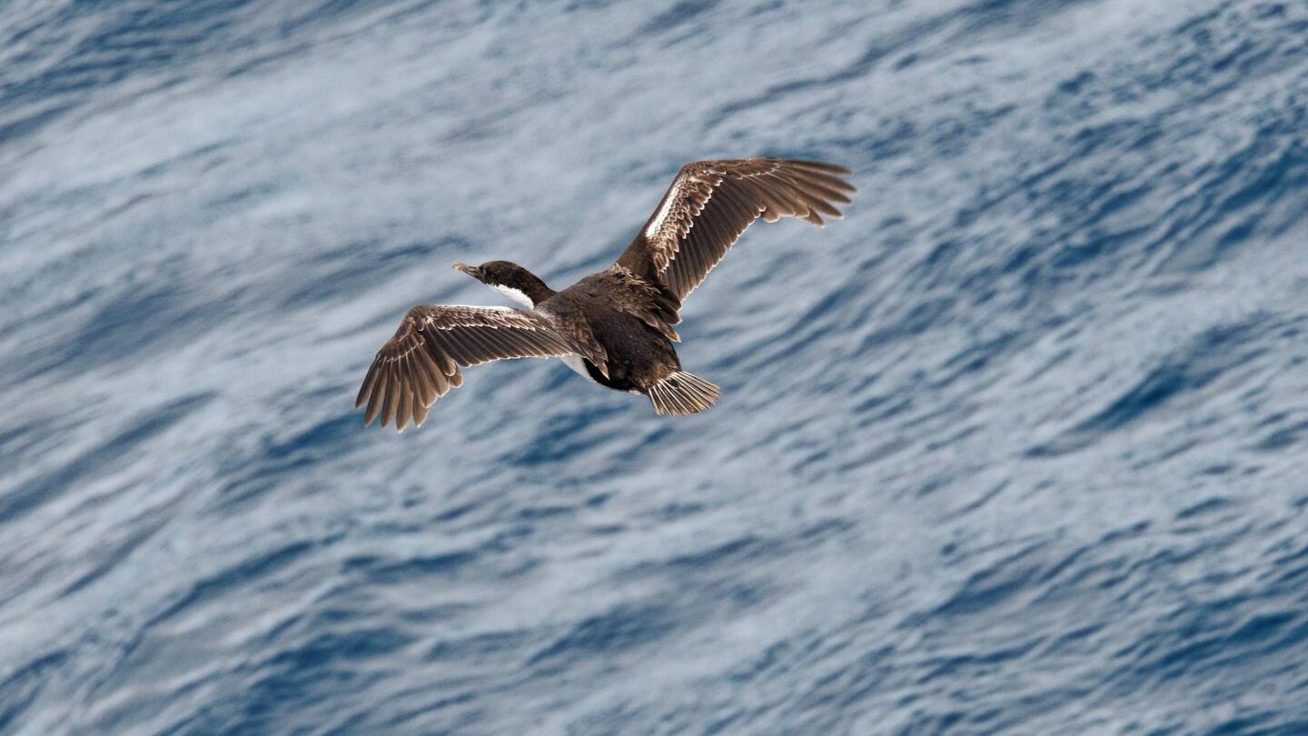 cormorant