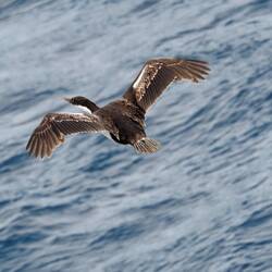 cormorant