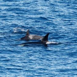 Orcas, the local pod