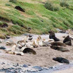 So many seals when we land