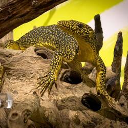Mangrove Monitor ... MAGNT — Darwin, NT.