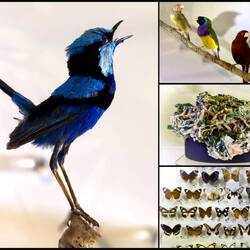 Natural history exhibits @ MAGNT — Darwin, NT.