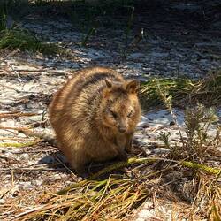 Quokka 💕
