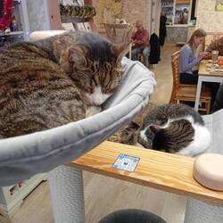 Kitties!!! In a café!!