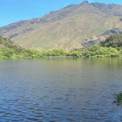 Erst hört man einen Buchfink, dann den Tui