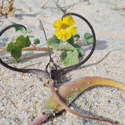 Proboscidea althaeifolia - die Früchte werden hier wie saure Gurken eingelegt