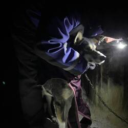 Einige Hunde brauchen einen Mantel über die Nacht