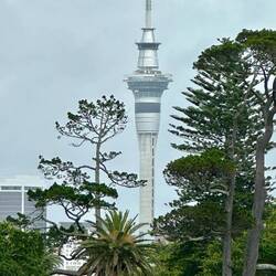 Sky Tower from the Museum grounds