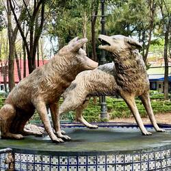 Coyoacan means place of the Coyotes