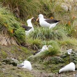 Albatross rookery