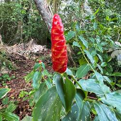 This is shower ginger. Squeeze it and use the liquid as a hair serum / works magic
