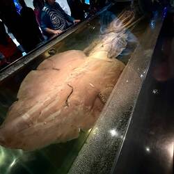 Colossal Squid from the deep ocean. Parts [L-R]= stomach, trunk, head, tentacles.