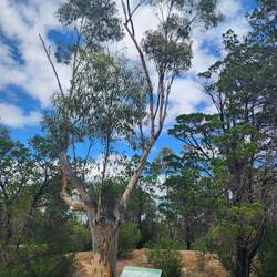 Eucalypt tree planted by Thomas James when he was mayor of Moonta in 1887 in Victoria Park, Moonta