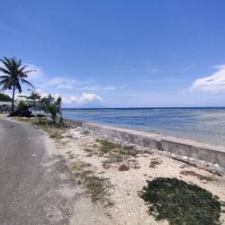 Les algues en question