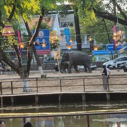Es laufen sogar Elefanten im Park herum. ( LOL)