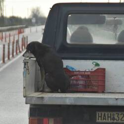 Hunde Transport der anderen art