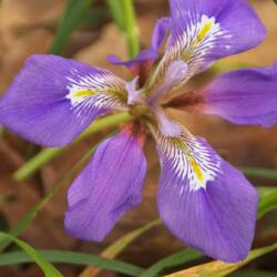 kretische Schwertlillie