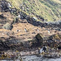 Erect crested pengins