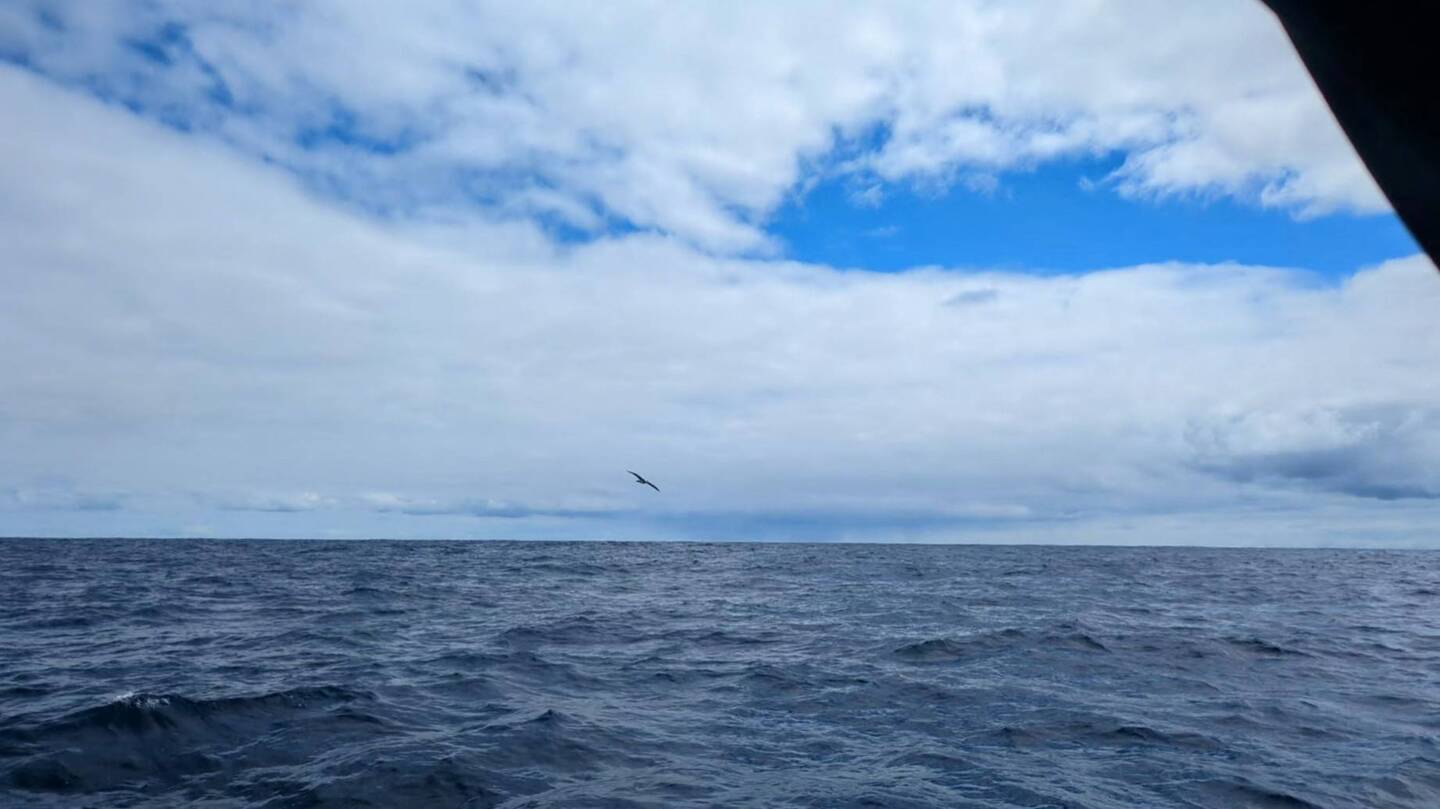 Albatross escorting us