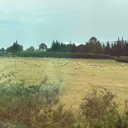 Sheep farming