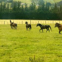 Equestrian farms