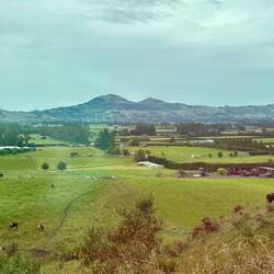 Cattle farming