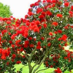 der neuseeländische Weihnachtsbaum