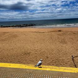 nur eine Taube ist am Strand